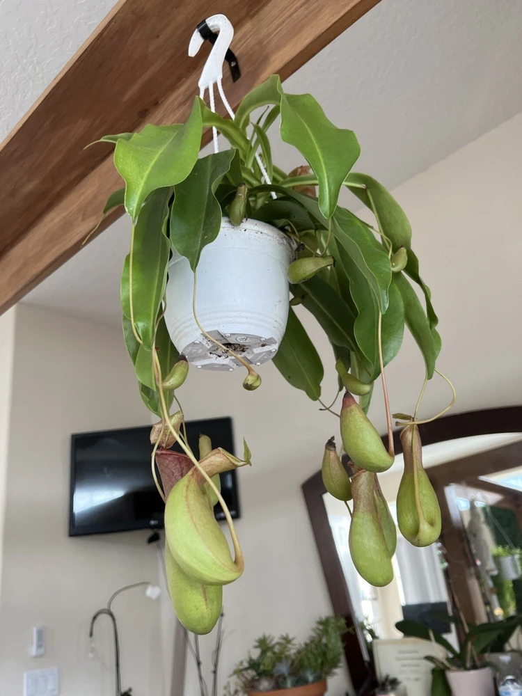 Pitcher Plant Live Plant - Carnivorous Plant in Hanging Basket, Large Size - Image 1