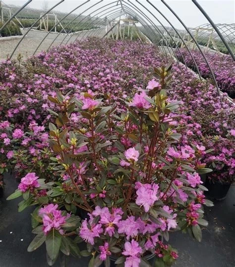 PJM Elite Rhododendron Live Plant – 12+ Inches Tall – Outdoor Shrub - Image 2