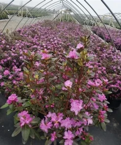 PJM Elite Rhododendron Live Plant – 12+ Inches Tall – Outdoor Shrub - Image 2