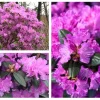 PJM Elite Rhododendron Live Plant – 12+ Inches Tall – Outdoor Shrub - Image 1