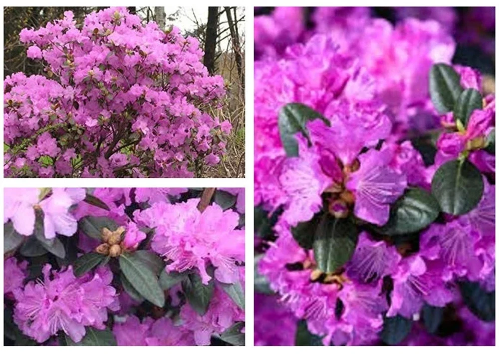 PJM Elite Rhododendron Live Plant – 12+ Inches Tall – Outdoor Shrub - Image 1