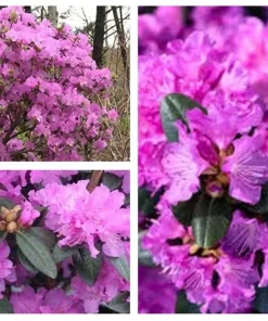 PJM Elite Rhododendron Live Plant - 12+ Inches Tall - Outdoor Shrub - Image 1