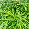 Plantain Sedge Live Plant – Carex plantaginea – 3.5 Inch Pot – Perennial Groundcover - Image 1