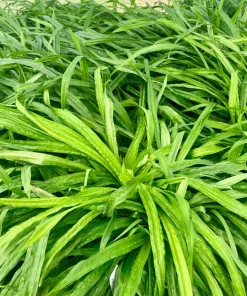 Plantain Sedge Live Plant – Carex plantaginea – 3.5 Inch Pot – Perennial Groundcover - Image 1