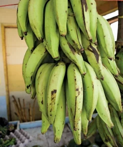 plantain tree From Puerto Rico 🇵🇷 - Image 1
