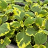 Plectranthus 'Lemon Twist' Mint Leaf Live Plant 3.5 Inch Pot - Indoor/Outdoor - Image 1