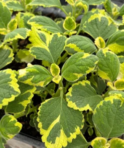 Plectranthus 'Lemon Twist' Mint Leaf Live Plant 3.5 Inch Pot - Indoor/Outdoor - Image 1