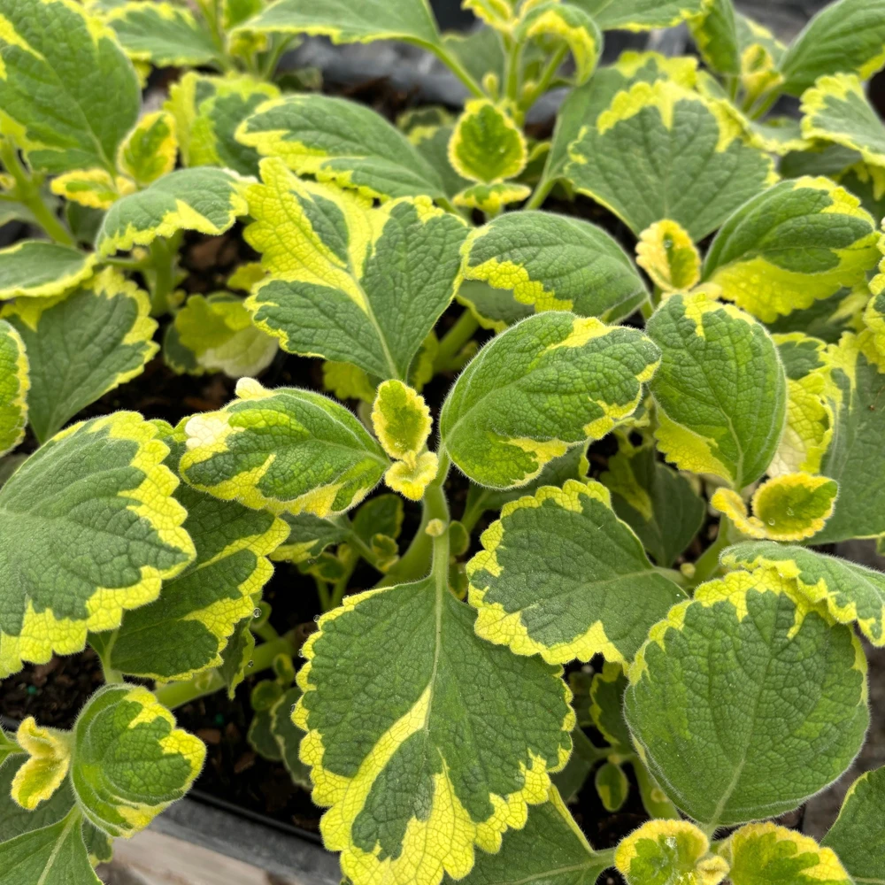 Plectranthus 'Lemon Twist' Mint Leaf Live Plant 3.5 Inch Pot - Indoor/Outdoor - Image 1