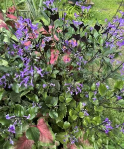 Plectranthus 'Mona Lavender' Live Plant - Flowering Shade Garden Plant - Image 2