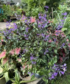 Plectranthus 'Mona Lavender' Live Plant - Flowering Shade Garden Plant - Image 3