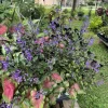 Plectranthus 'Mona Lavender' Live Plant - Flowering Shade Garden Plant - Image 1