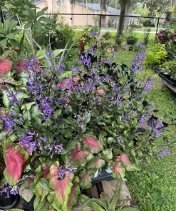 Plectranthus Mona Lavender Live Plant – Vibrant Purple Blooms - Image 1