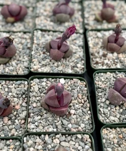 Pleiospilos Royal Flush Purple Succulent Live Plant - Rare & Unique - 3