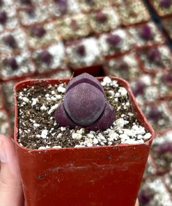 Pleiospilos Royal Flush Purple Succulent Live Plant - Rare & Unique - 3