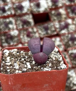 Pleiospilos Royal Flush Purple Succulent Live Plant - Rare & Unique - 3
