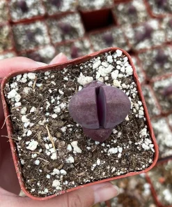 Pleiospilos Royal Flush Purple Succulent Live Plant - Rare & Unique - 3