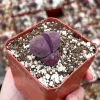 Pleiospilos Royal Flush Purple Succulent Live Plant - Rare & Unique - 3" Pot - Image 1