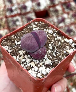 Pleiospilos Royal Flush Purple Succulent Live Plant - Rare & Unique - 3