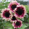 Plum Purple Sunflower Seeds - 25 Helianthus annuus Seeds for Cut Flowers - Image 1