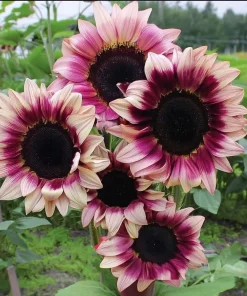 Plum Purple Sunflower Seeds - 25 Helianthus annuus Seeds for Cut Flowers - Image 1