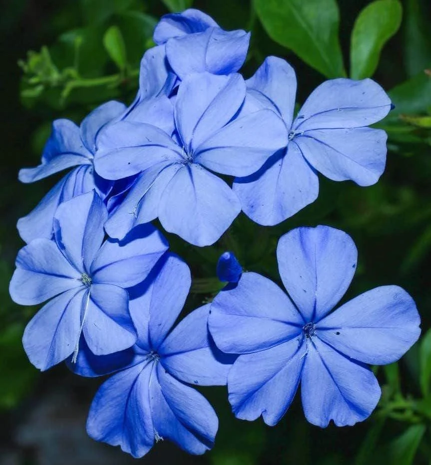 Plumbago Imperial Blue Live Plant – Pack of 2, 4-6 Inches Tall – Sky-Blue Flowers - Image 2