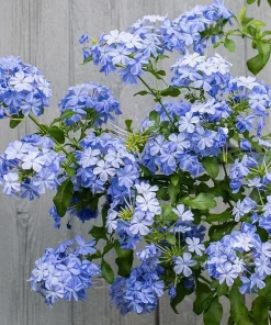 Plumbago Imperial Blue Live Plant – Pack of 2, 4-6 Inches Tall – Sky-Blue Flowers - Image 3
