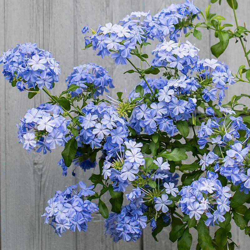 Plumbago Imperial Blue Live Plant – Pack of 2, 4-6 Inches Tall – Sky-Blue Flowers - Image 3
