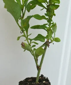 Plumbago Imperial Blue Live Plant – Pack of 2, 4-6 Inches Tall – Sky-Blue Flowers - Image 4