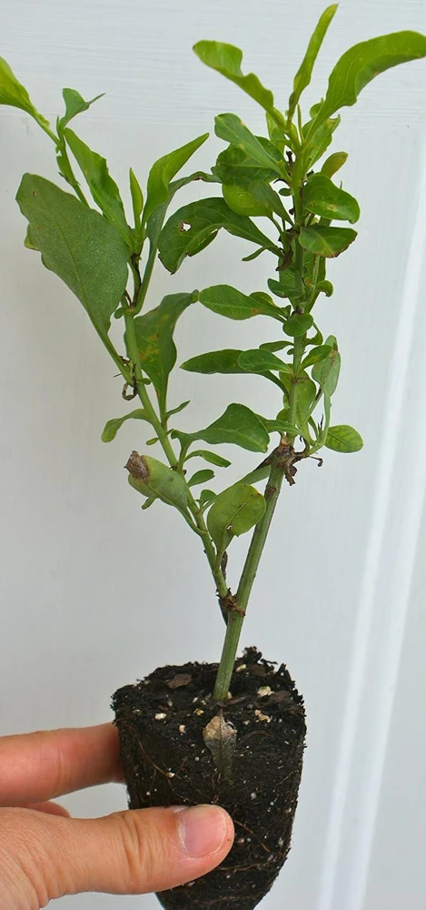 Plumbago Imperial Blue Live Plant – Pack of 2, 4-6 Inches Tall – Sky-Blue Flowers - Image 4