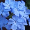 Plumbago Imperial Blue Live Plant – Pack of 2, 4-6 Inches Tall – Sky-Blue Flowers - Image 1