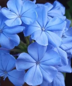 Plumbago Imperial Blue Live Plant – Pack of 2, 4-6 Inches Tall – Sky-Blue Flowers - Image 1