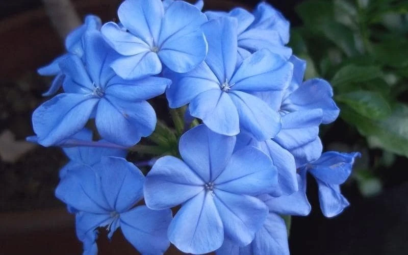 Plumbago Imperial Blue Live Plant – Pack of 2, 4-6 Inches Tall – Sky-Blue Flowers - Image 1