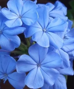 Plumbago Imperial Blue Live Plant – Pack of 3 Starter Plants 4-6 Inches Tall – Perennial Shrub - Image 3