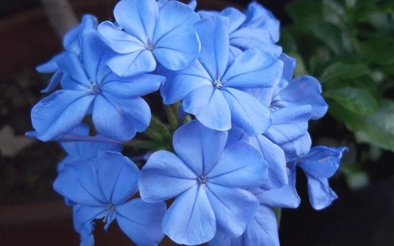 Plumbago Imperial Blue Live Plant – Pack of 3 Starter Plants 4-6 Inches Tall – Perennial Shrub - Image 3