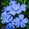 Plumbago Imperial Blue Live Plant – Pack of 3 Starter Plants 4-6 Inches Tall – Perennial Shrub - Image 1