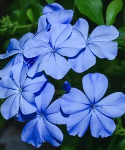 Plumbago Imperial Blue Live Plant – Pack of 3 Starter Plants 4-6 Inches Tall – Perennial Shrub - Image 1