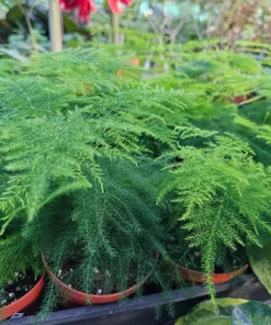 Plumosa Fern Live Plant - Asparagus setaceus - 4in Pot - Indoor Houseplant - Image 2