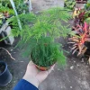 Plumosa Fern Live Plant - Asparagus setaceus - 4in Pot - Indoor Houseplant - Image 1