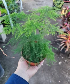 Plumosa Fern Live Plant - Asparagus setaceus - 4in Pot - Indoor Houseplant - Image 1