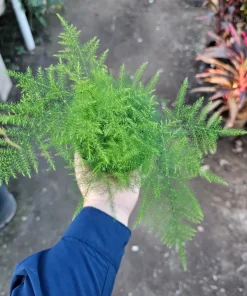 Plumosa Fern Live Plant - Asparagus setaceus - 4in Pot - Indoor Houseplant - Image 3