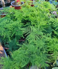 Plumosa Fern Live Plant - Asparagus setaceus - 4in Pot - Indoor Houseplant - Image 4