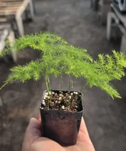 Plumosa Fern Live Plant - Asparagus setaceus - 4in Pot - Indoor Houseplant - Image 5