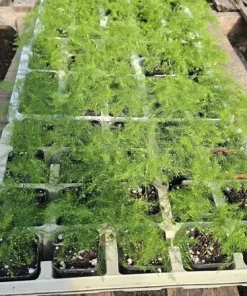 Plumosa Fern Live Plant - Asparagus setaceus - 4in Pot - Indoor Houseplant - Image 6