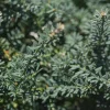 Podocarpus alpinus 'Blue Gem' Alpine Plum Yew Live Plant - Blue Foliage, Zone 7-10, #1 Container - Image 1