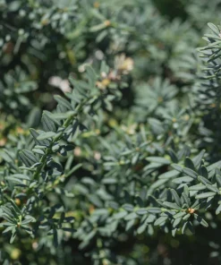 Podocarpus alpinus 'Blue Gem' Alpine Plum Yew Live Plant - Blue Foliage, Zone 7-10, #1 Container - Image 1