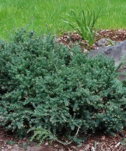 Podocarpus alpinus 'Blue Gem' Alpine Plum Yew Live Plant - Blue Foliage, Zone 7-10, #1 Container - Image 2