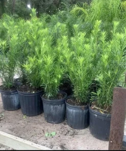 Podocarpus Live Plant - Evergreen Shrub, Potted for Garden & Landscape - Image 1