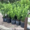 Podocarpus Live Plant – Japanese Yew Evergreen Privacy Tree – Potted Shrub - Image 1
