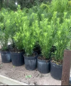 Podocarpus Live Plant – Japanese Yew Evergreen Privacy Tree – Potted Shrub - Image 1