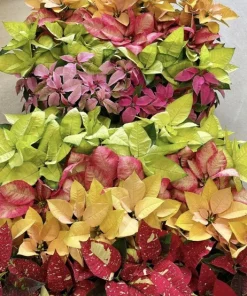 Poinsettia Live Plant – Festive Indoor Houseplant for Holiday Decor - Image 5